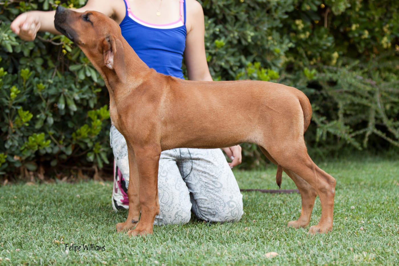 Jeune Rhodesian Ridgeback, portrait