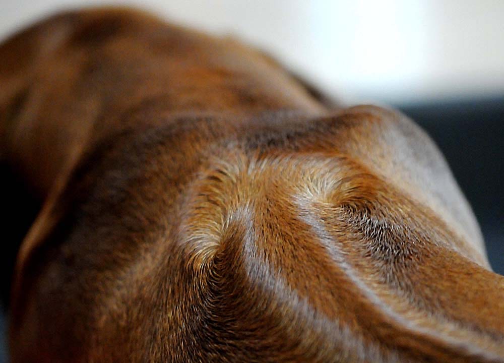 Gros plan sur la crête dorsale d'un Rhodesian Ridgeback