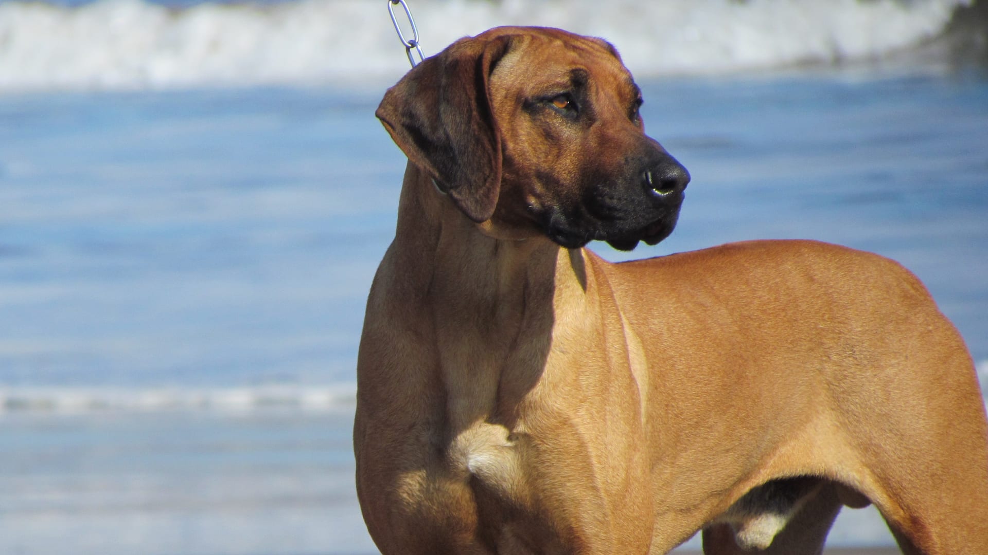 Rhodesian Ridgeback adulte, posture attentive