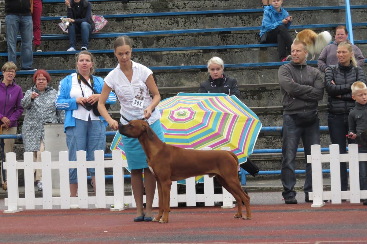 Jeune Rhodesian Ridgeback en plein air