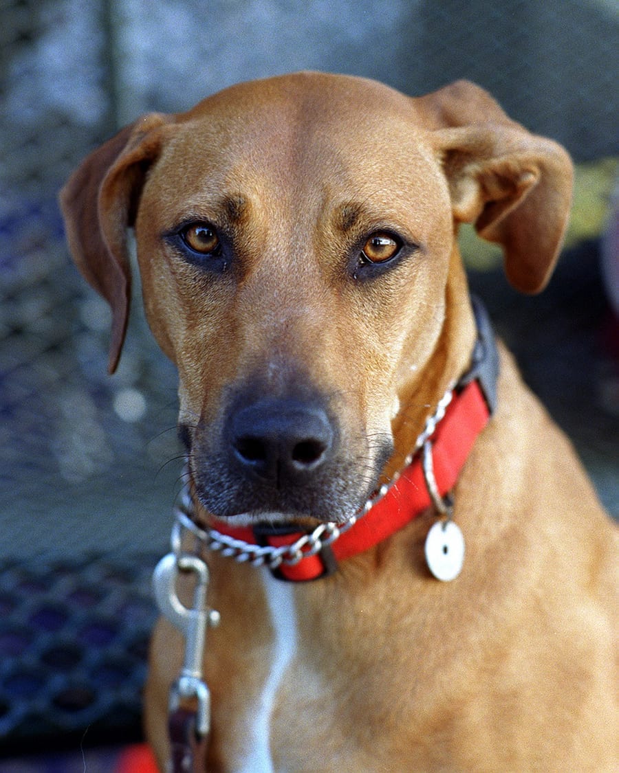 Rhodesian Ridgeback, portrait vertical